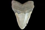 Bargain, Megalodon Tooth - North Carolina #82910-2